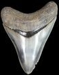 Serrated, Megalodon Tooth - Beautiful Tooth #63140-1